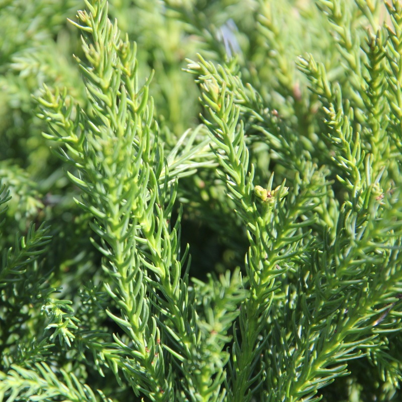 Zakrsle rostoucí jehličnany - Kryptomérie japonská Globosa Nana květináč 14 litrů, polokmen, stromek
