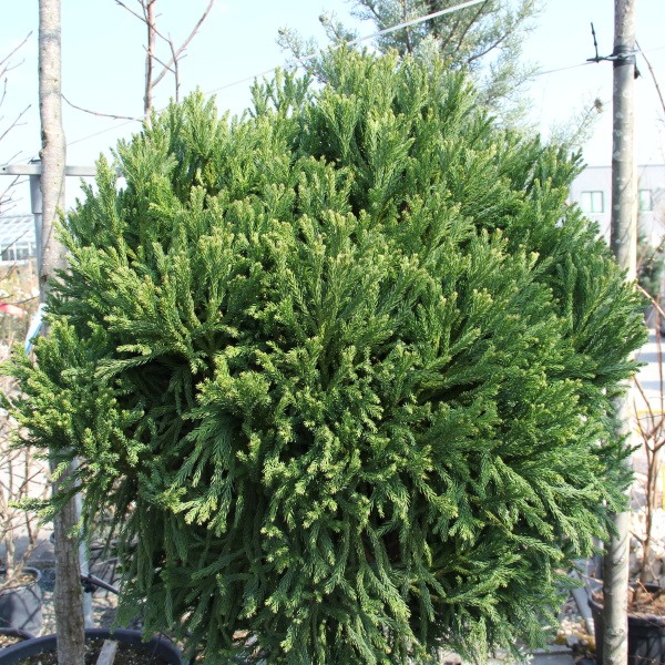 Zakrsle rostoucí jehličnany - Kryptomérie japonská 'Globosa Nana' květináč 18 litrů, polokmen, stromek