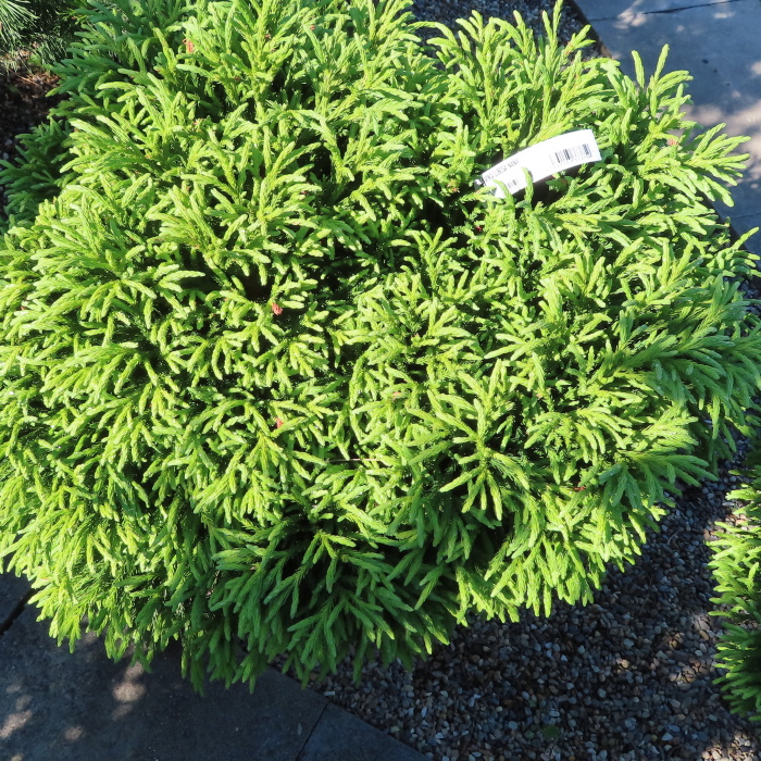 Zakrsle rostoucí jehličnany - Kryptomérie japonská Globosa Nana květináč 20 litrů, průměr 40/+cm, keř