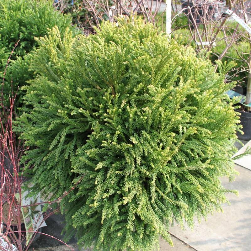 Zakrsle rostoucí jehličnany - Kryptomérie japonská 'Globosa Nana' květináč 24 litrů, průměr 35/45cm, keř