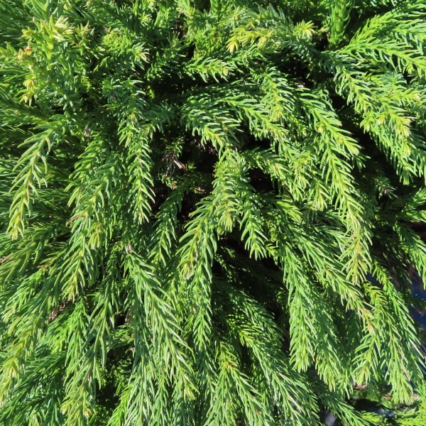 Zakrsle rostoucí jehličnany - Kryptomerie japonská 'Globosa Nana' květináč 25 litrů, průměr 80/90cm, keř