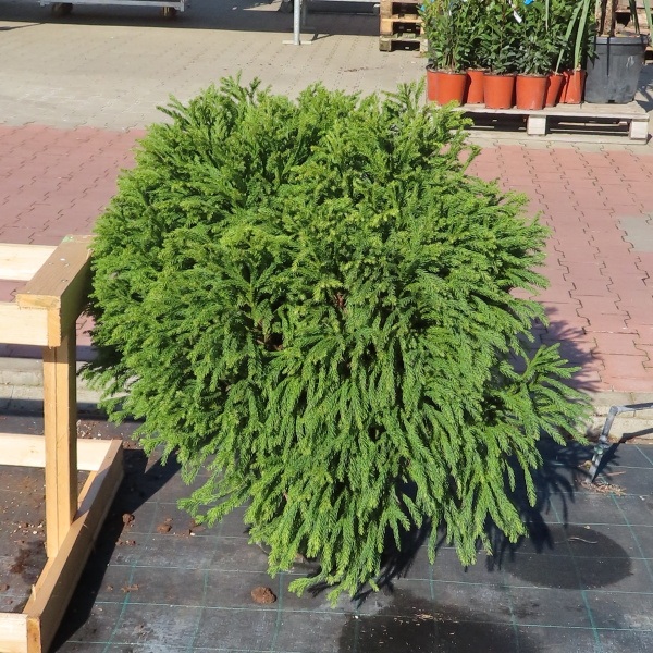 Kryptomerie japonská 'Globosa Nana' květináč 25 litrů, průměr 80/90cm, keř-0