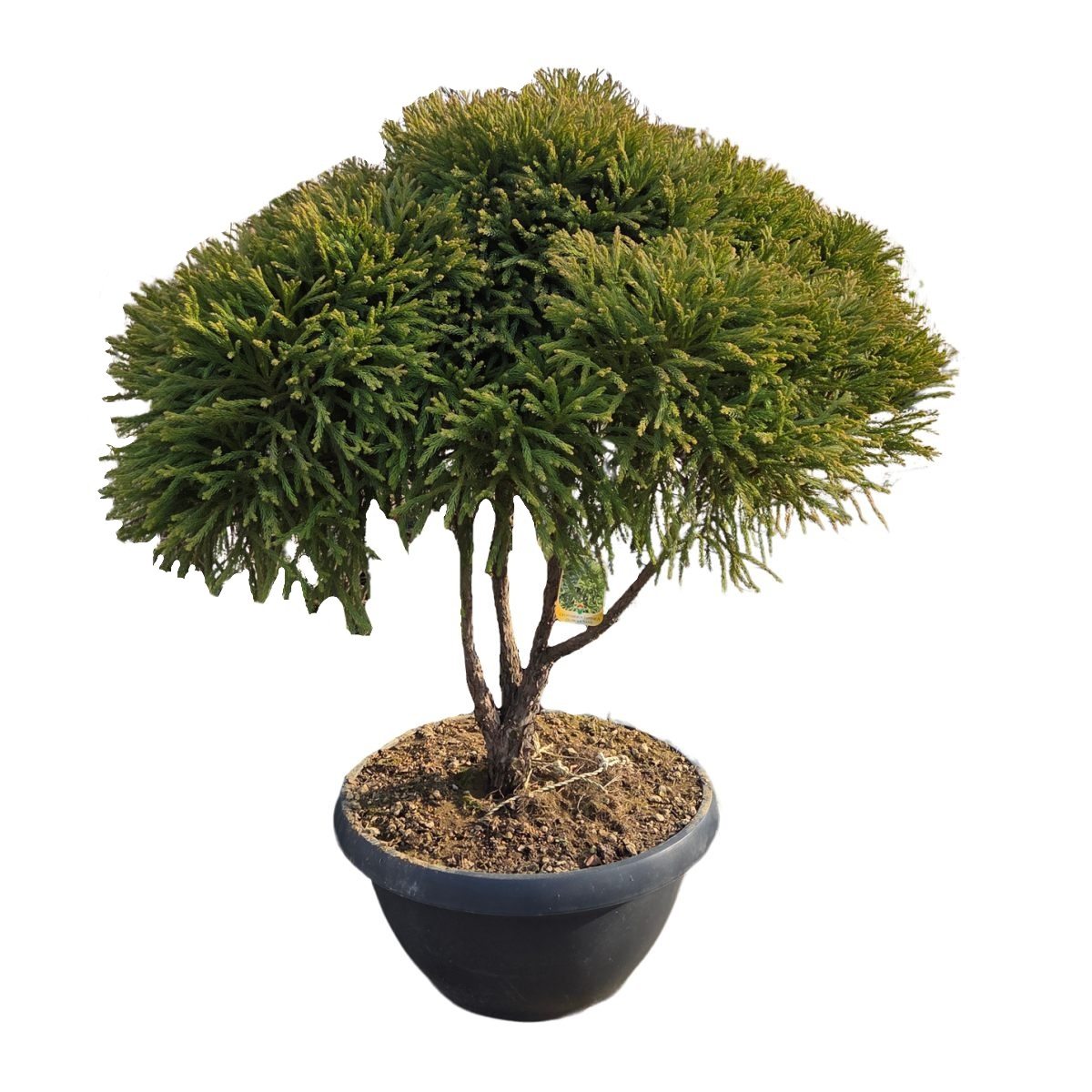 Zakrsle rostoucí jehličnany - Kryptomérie japonská Globosa Nana květináč 90 litrů, vícekmen