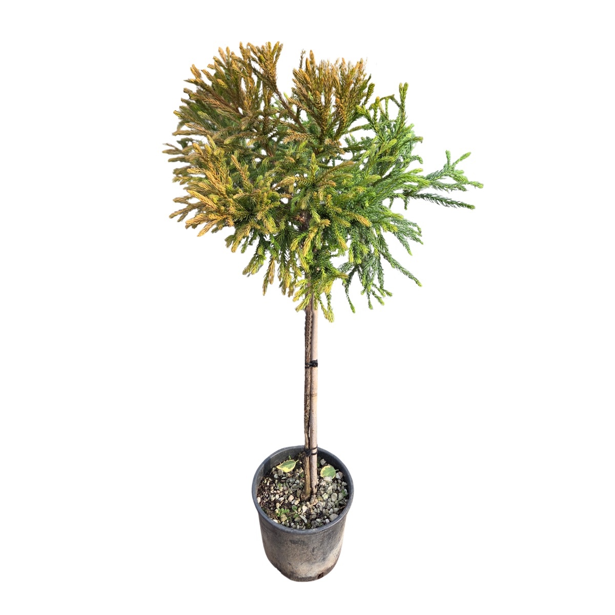 Zakrsle rostoucí jehličnany - Kryptomérie japonská Globosa Nana mini kmínek, květináč 5 litrů