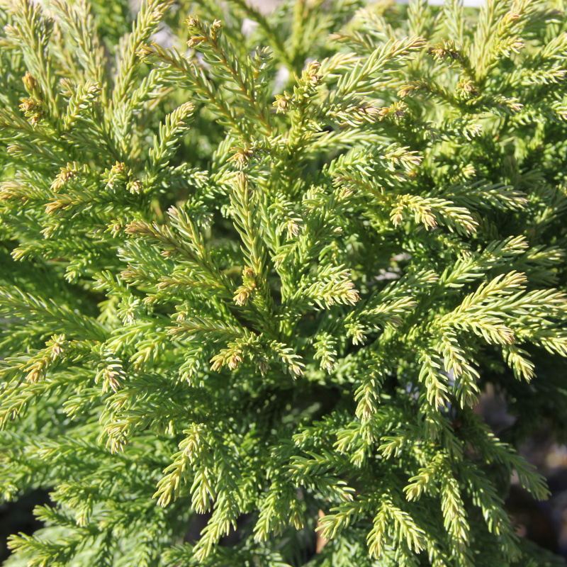 Kryptomérie japonská Globosa Nana mini kmínek, květináč 5 litrů-0