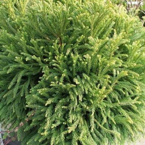 Zakrsle rostoucí jehličnany - Kryptomerie japonská 'Globosa Nana' výška 100/125cm, 60 litrů