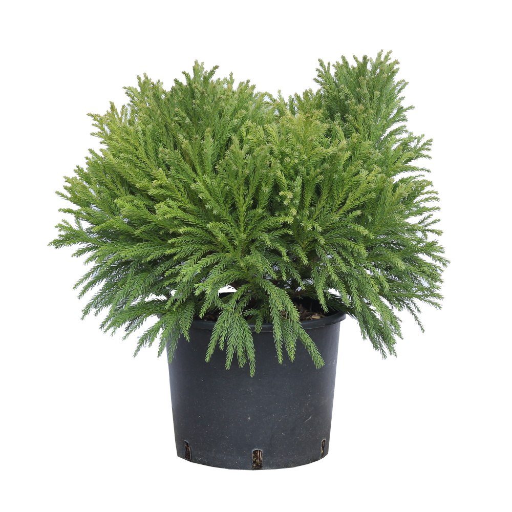 Zakrsle rostoucí jehličnany - Kryptomérie japonská Globosa Nana výška 30/40cm, květináč 10 litrů