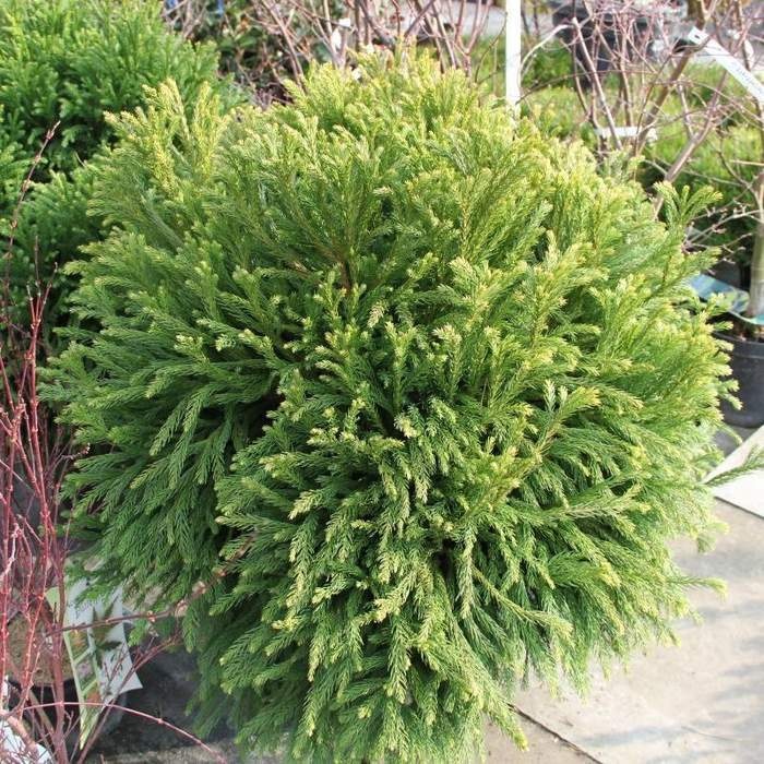 Zakrsle rostoucí jehličnany - Kryptomérie japonská 'Globosa Nana' výška 80/100cm, květináč 35 litrů