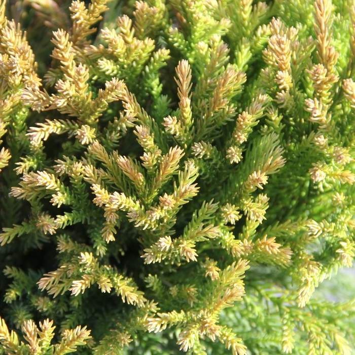 Kryptomérie japonská 'Globosa Nana' výška 80/100cm, květináč 35 litrů-0