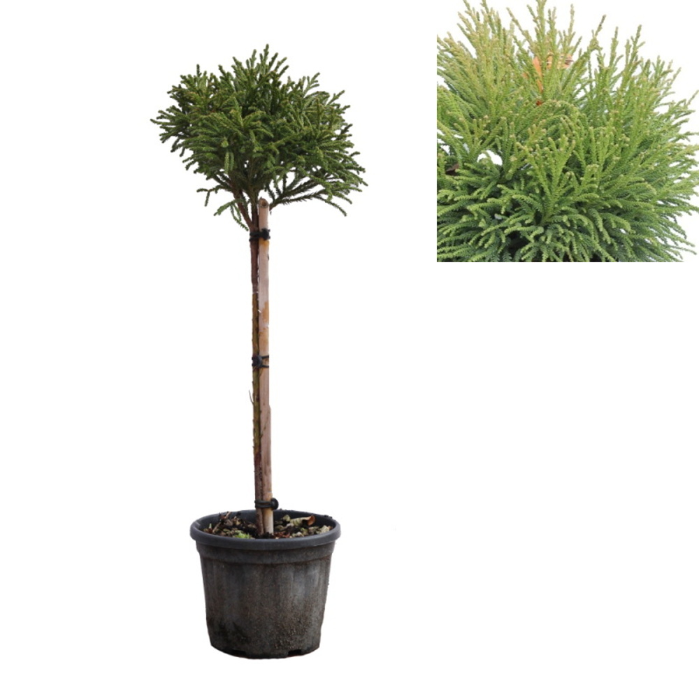 Zakrsle rostoucí jehličnany - Kryptomérie japonská Little Champion kmínek 1/4, květináč 5 litrů