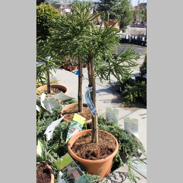 Zakrsle rostoucí jehličnany - Kryptomérie japonská Little Champion květináč 7 litrů, malý kmínek, stromek