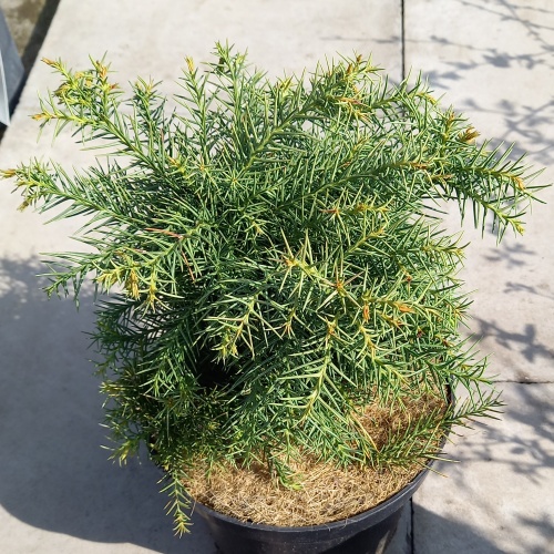Zakrsle rostoucí jehličnany - Kryptomérie japonská 'Monstrosa Nana' výška 15/20cm, 2,5 litru