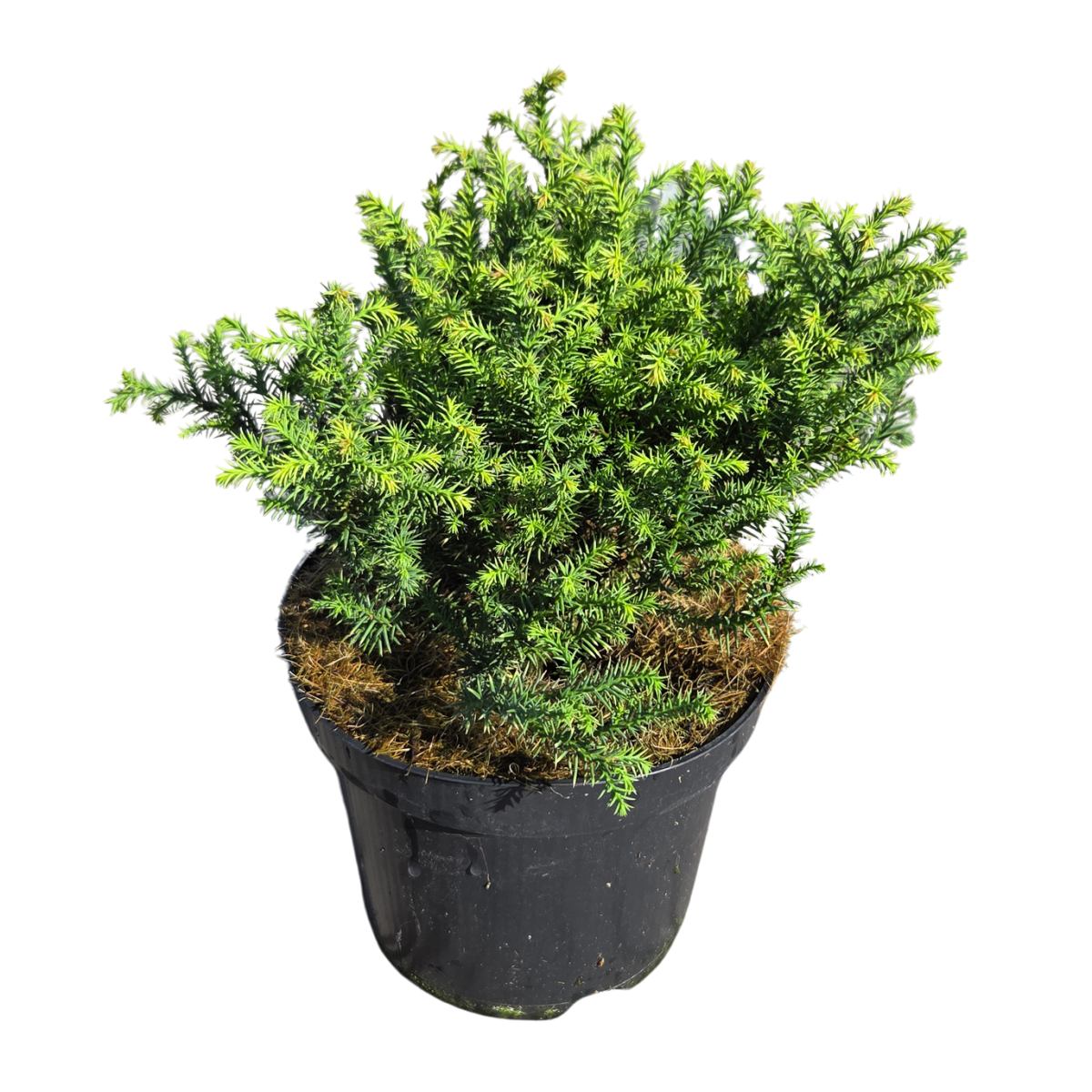 Zakrsle rostoucí jehličnany - Kryptomérie japonská 'Vilmorin Gold' květináč 2,5 litru, výška 20/25cm, keř