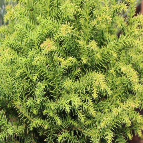 Kryptomérie japonská 'Vilmorin Gold' květináč 2,5 litru, výška 20/25cm, keř-0