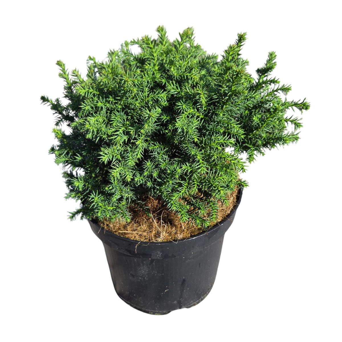 Zakrsle rostoucí jehličnany - Kryptomérie japonská Vilmoriniana výška 30/40cm, květináč 2,5 litru