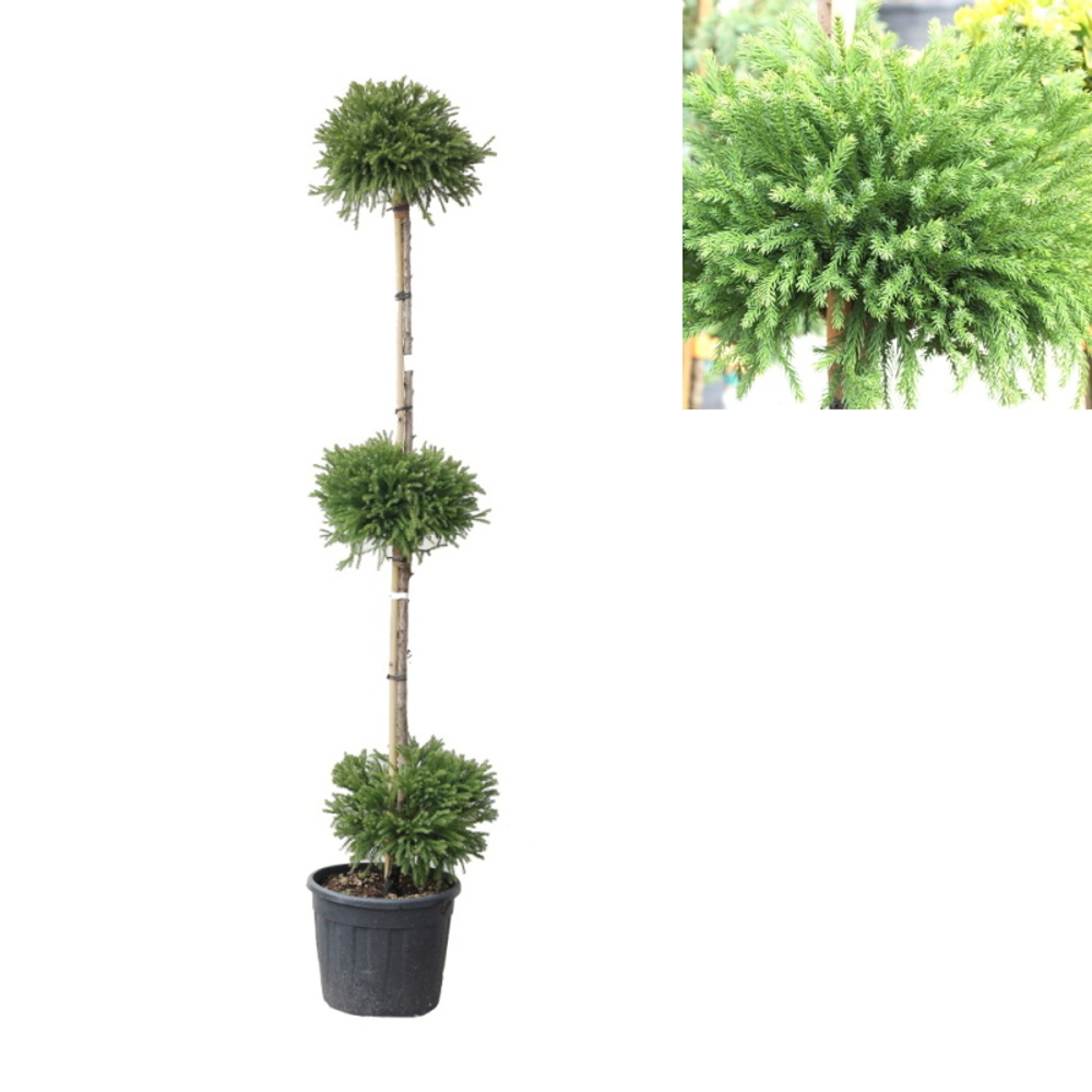 Zakrsle rostoucí jehličnany - Kryptomerie japonská výška 175/+cm, květináč 25 litrů, 3 koule