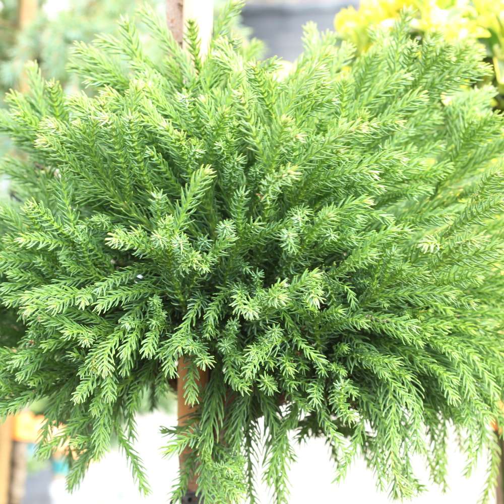 Kryptomerie japonská výška 175/+cm, květináč 25 litrů, 3 koule-0