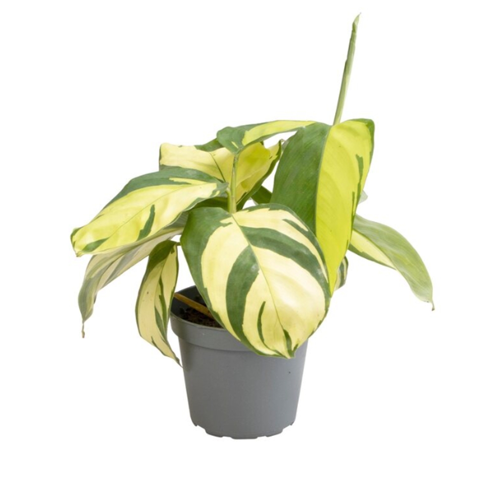 Okrasné pokojové rostliny - Ktenante Golden Mosaic květináč 6cm