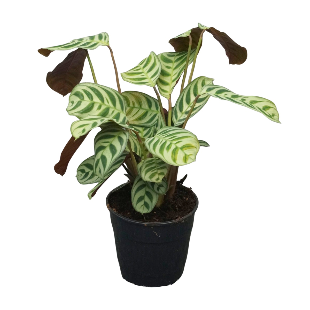 Okrasné pokojové rostliny - Ktenante květináč 12cm