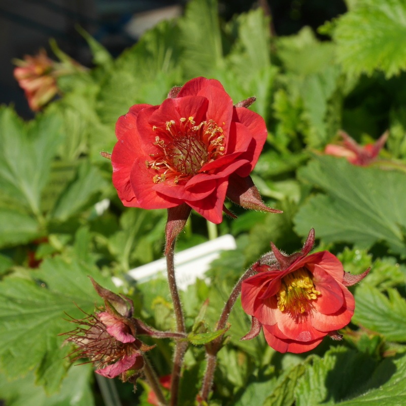 Na slunce - Kuklík 'Flames of Passion' 9cm