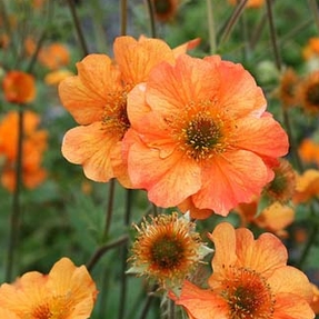 Na slunce - Kuklík 'Totally Tangerine'® 11cm