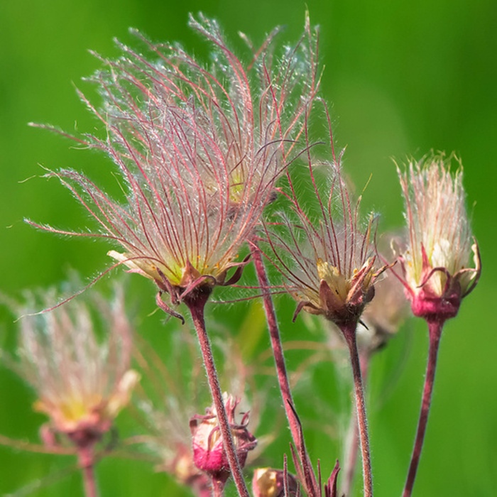 Na slunce - Kuklík trojkvětý květináč 9cm