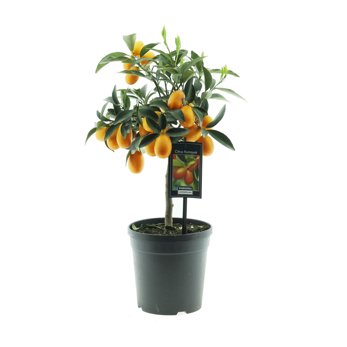 Nádobové květiny - Kumkvat 15cm