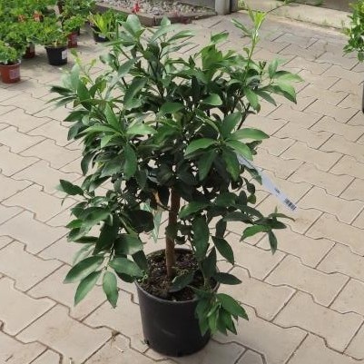 Kumkvat citrus květináč 5 litrů, mini kmínek, stromek-0