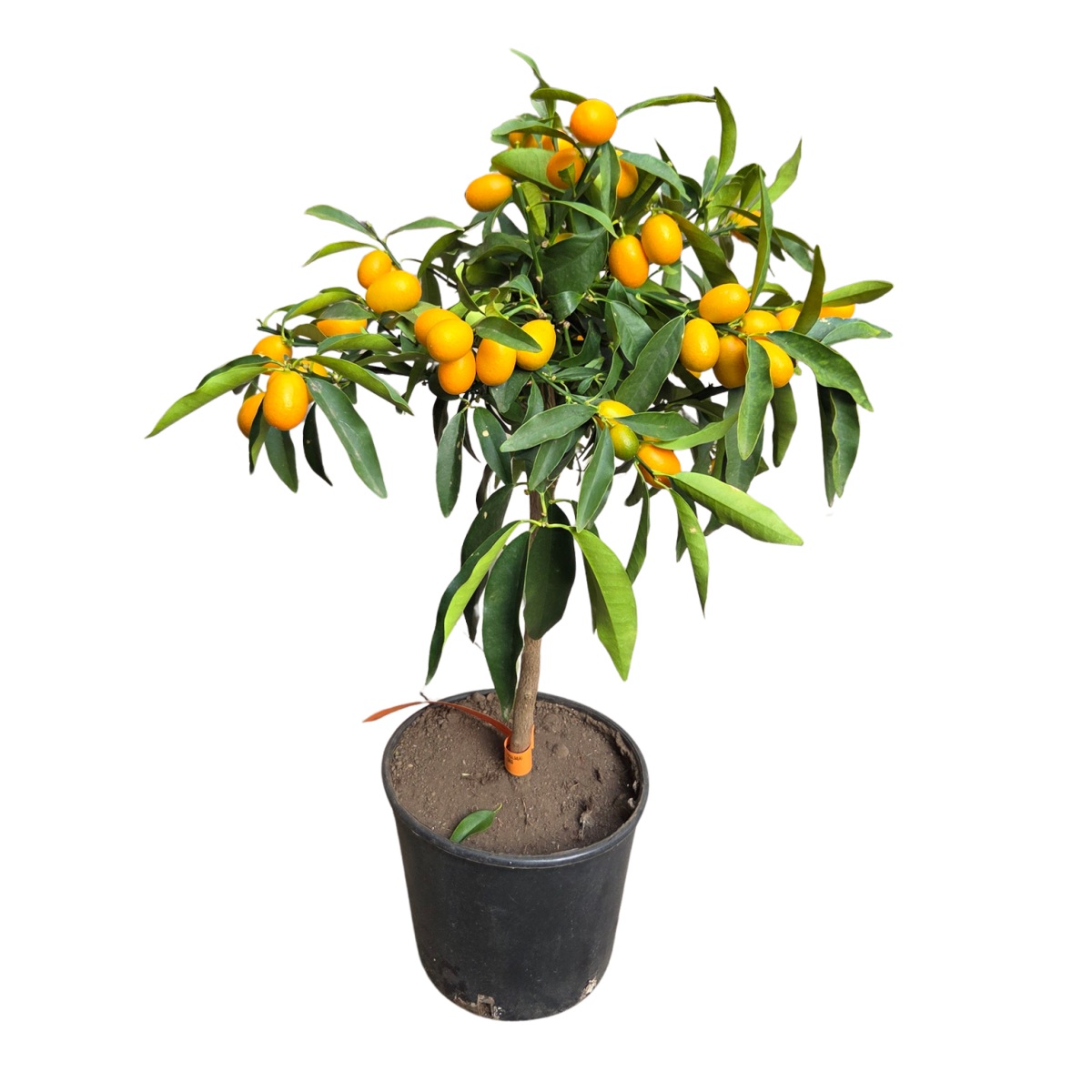 Nádobové květiny - Kumkvat citrus květináč 5 litrů, mini kmínek, stromek