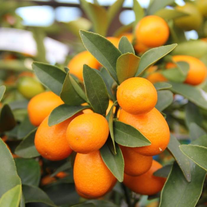 Kumkvat citrus květináč 5 litrů, mini kmínek, stromek-0