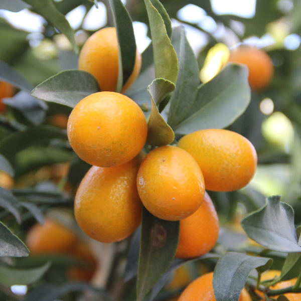 Nádobové květiny - Kumkvat kmínek 1/2, 14 litrů