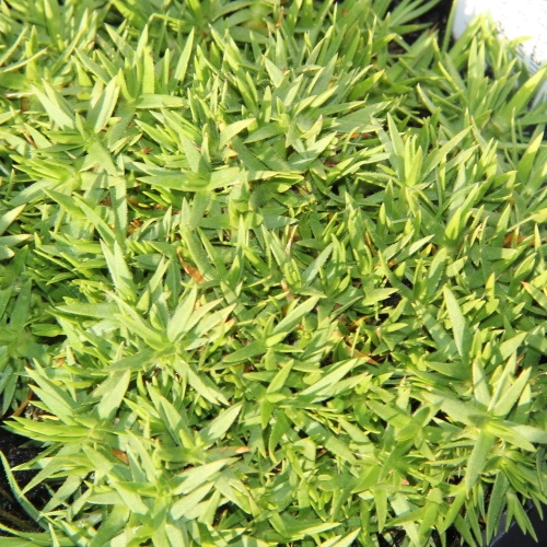 Skalničky - Kuřička květnatá 9cm