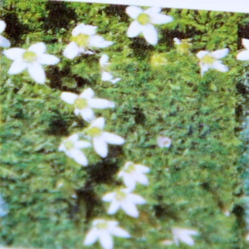 Kuřička květnatá 9cm-0