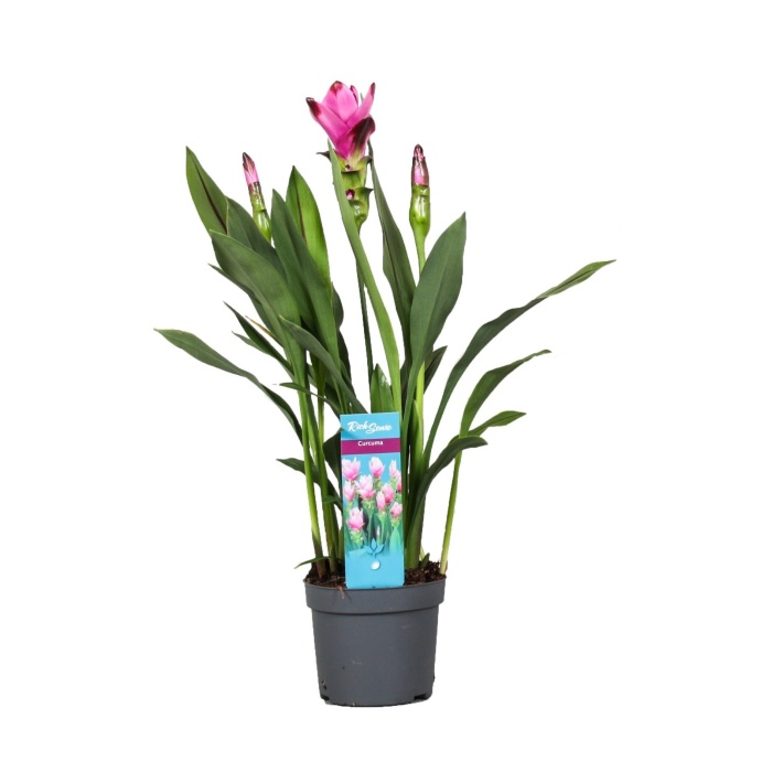 Kvetoucí pokojové rostliny - Kurkuma Siam mix květináč 14cm