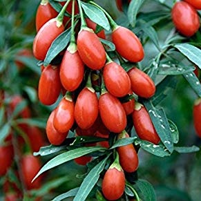 Ostatní drobné ovoce - Kustovnice čínská 'Goji Berry' květináč 2,5 litru, výška 20/30cm, keř