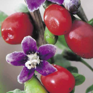 Ostatní drobné ovoce - Kustovnice čínská květináč 2 litry, výška 55cm, vyvazovaný, keř