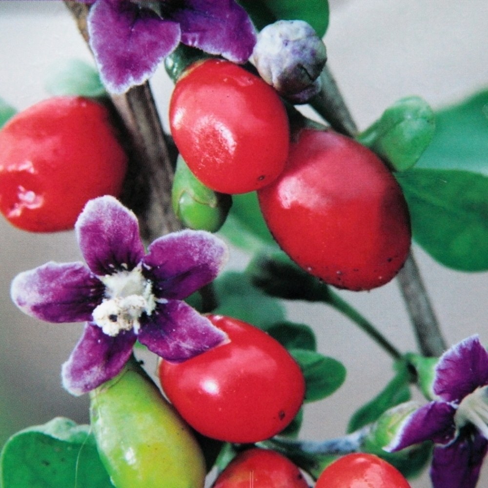 Ostatní drobné ovoce - Kustovnice čínská květináč 3 litry, výška 30/40cm, keř