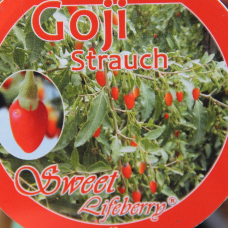 Ostatní drobné ovoce - Kustovnice čínská 'Sweet Life Berry'® květináč 5 litrů, výška 40/60cm, keř