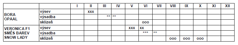 Květák letní Amfora F1-0