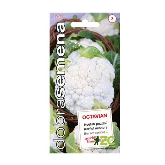 Osivo zeleniny - Květák pozdní Octavian (DS)