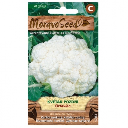 Osivo zeleniny - Květák pozdní OCTAVIAN (MS)