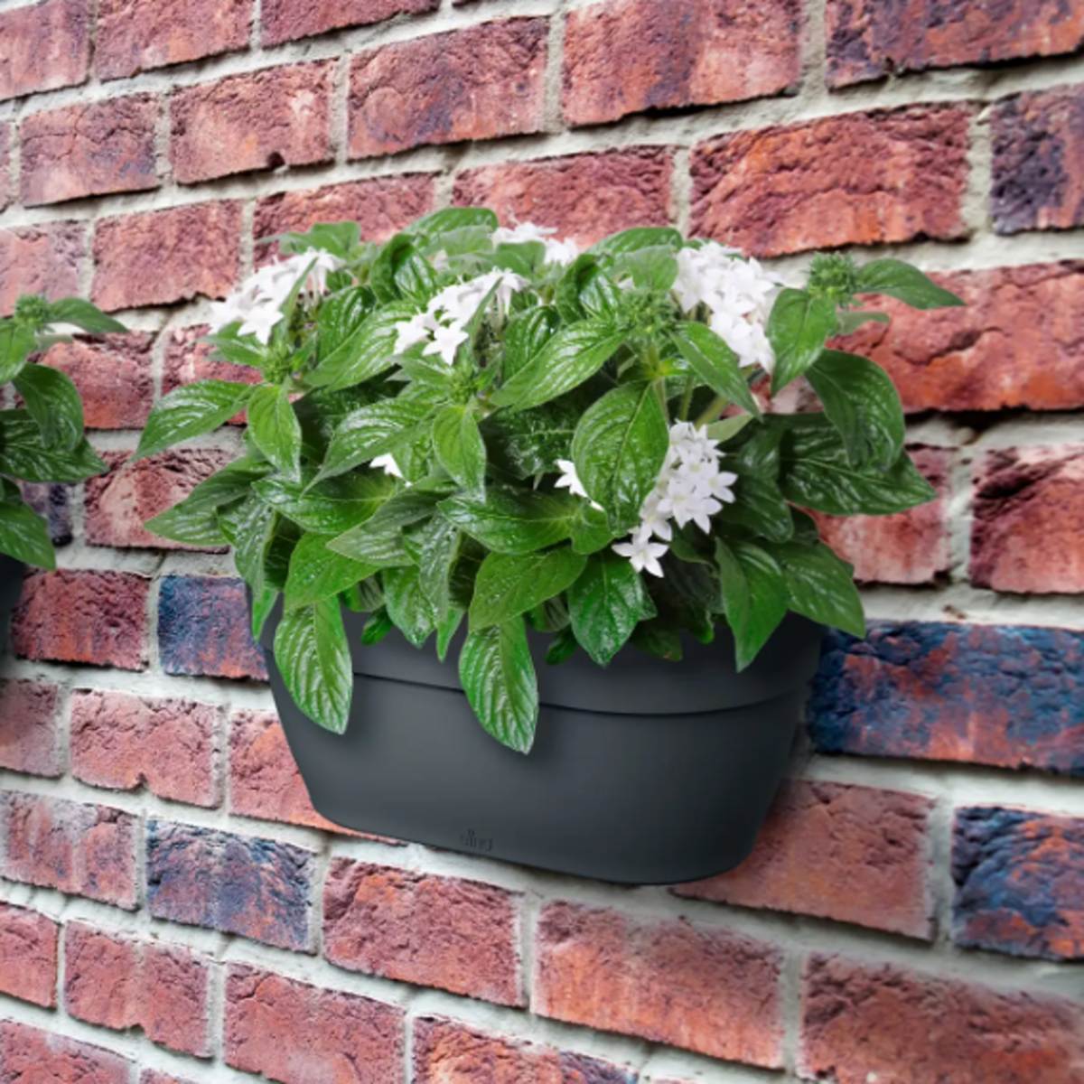 Květináč plastový ELHO Vibia Campana Wall Basket antracitový 34,5cm-0