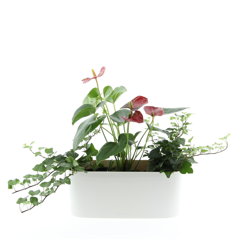 Osázené truhlíky s pokojovými rostlinami - Kvetoucí harmonie truhlík Lechuza 30cm