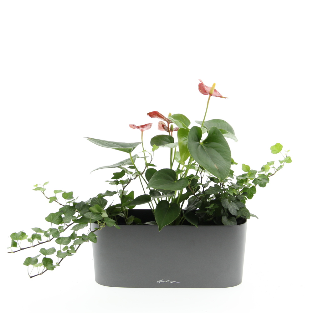 Kvetoucí harmonie truhlík Lechuza 30cm-0