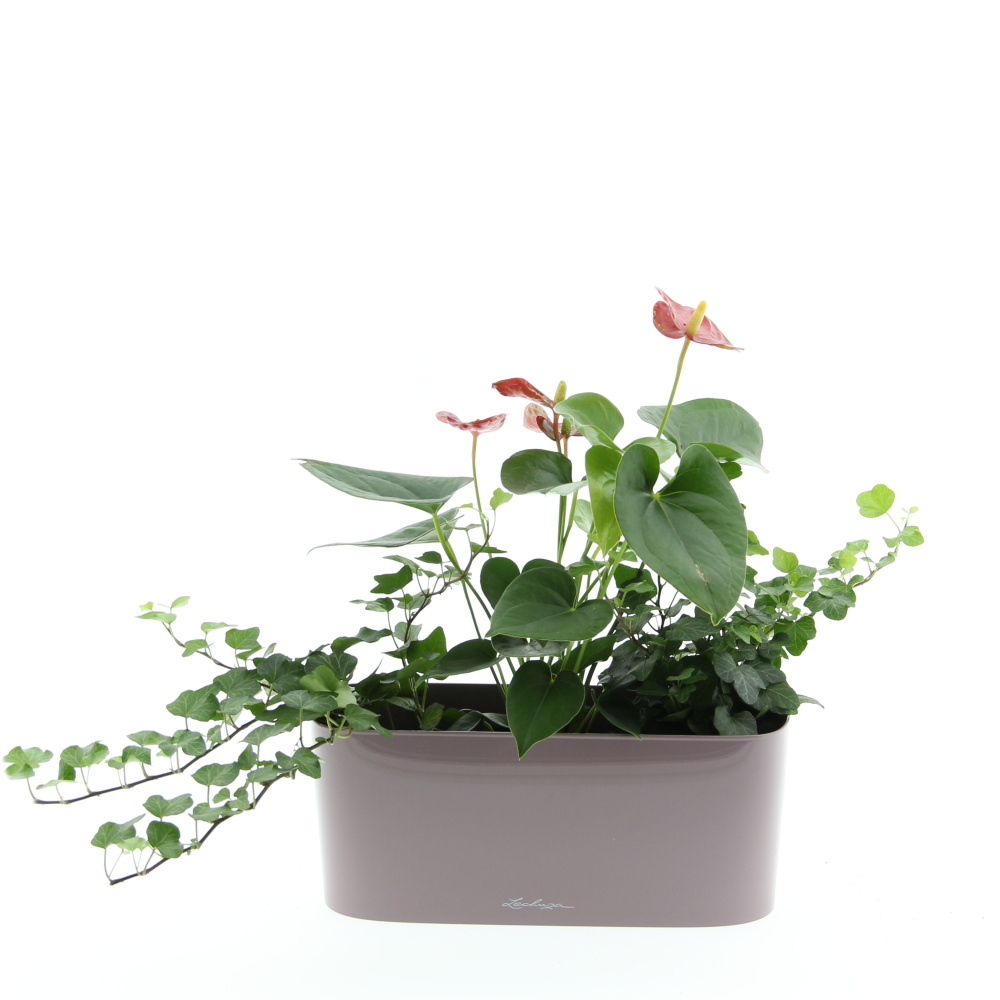 Kvetoucí harmonie truhlík Lechuza 30cm-1