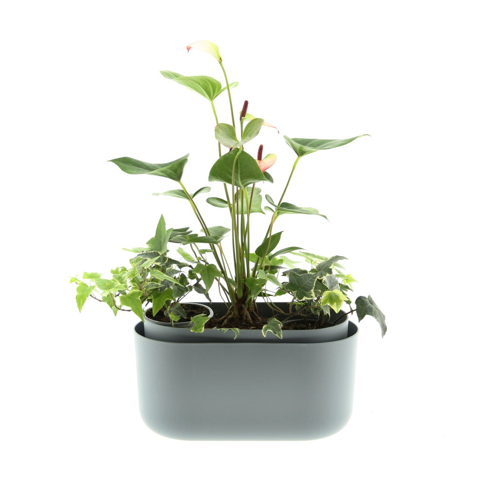 Osázené truhlíky s pokojovými rostlinami - Kvetoucí harmonie truhlík Tolita 31cm