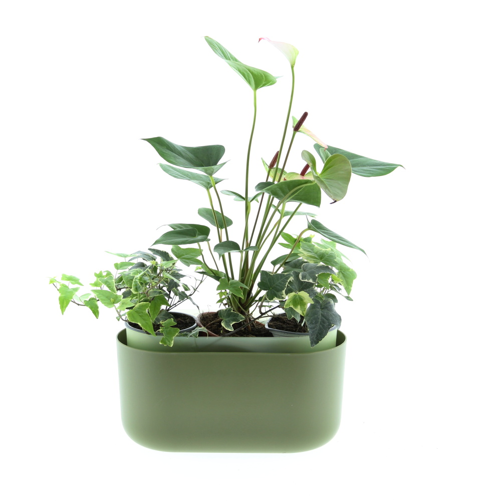 Kvetoucí harmonie truhlík Tolita 31cm-1