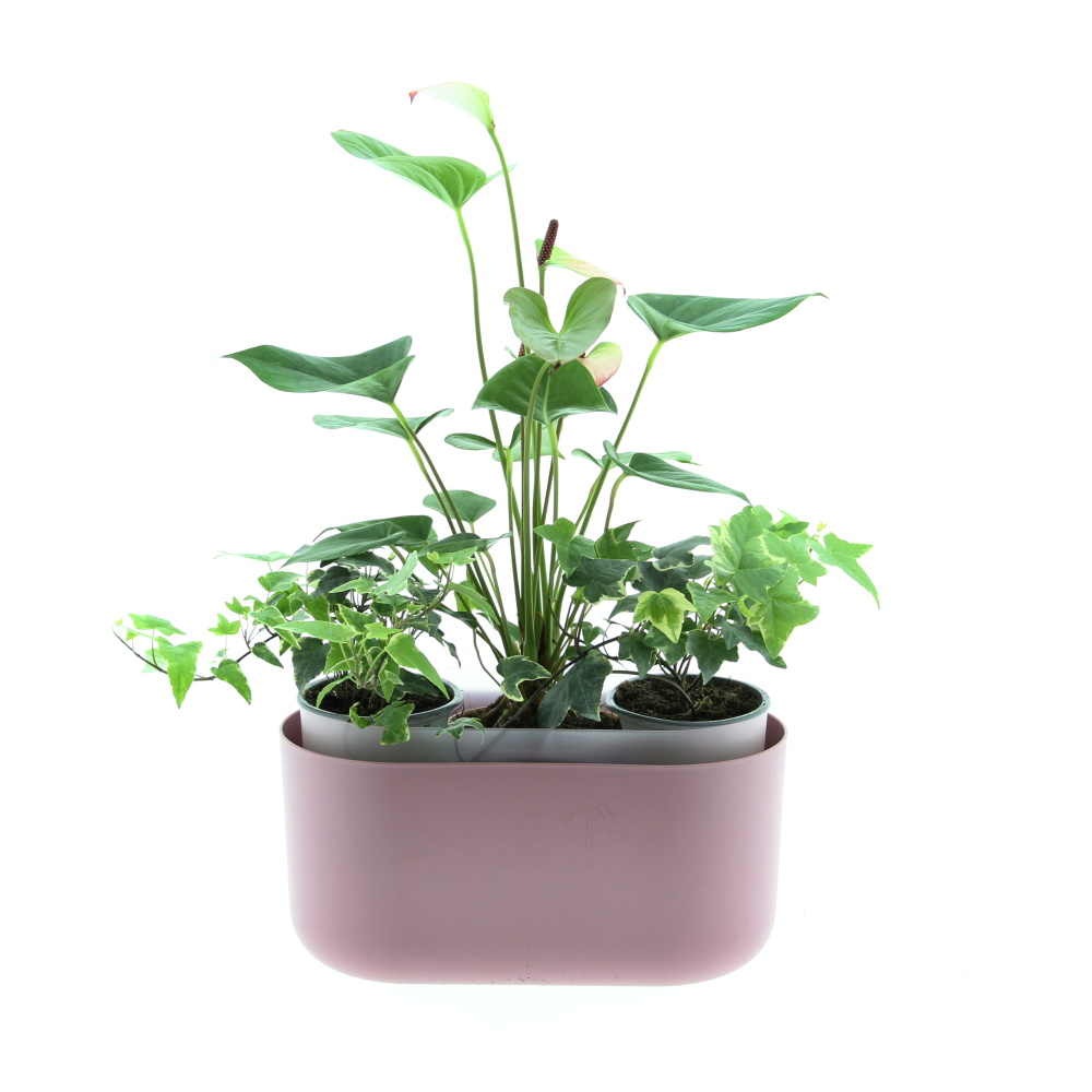 Kvetoucí harmonie truhlík Tolita 31cm-2