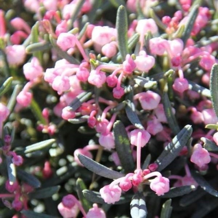 Vřesovištní rostliny - Kyhanka bažinná Blue Lagoon květináč 3 litry