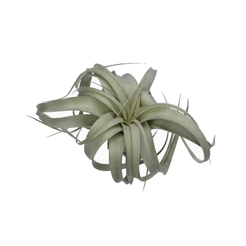 Okrasné pokojové rostliny - Kykatka, střední, na volno